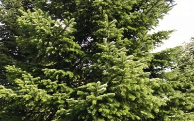 Real Tree for Camborne this Christmas