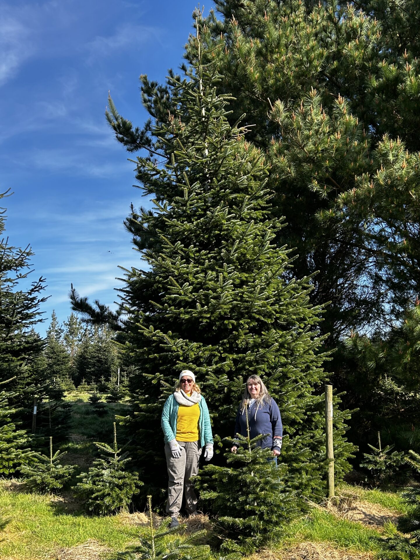 Planning ahead for Christmas in Camborne