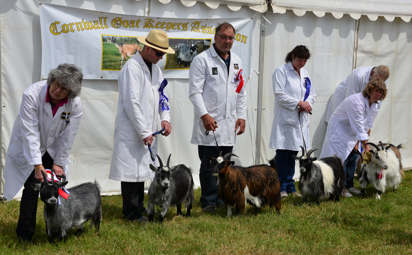 New location for Camborne Show welcomed by BID